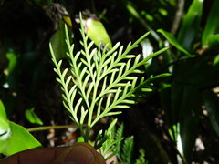 Asplenium haurakiense