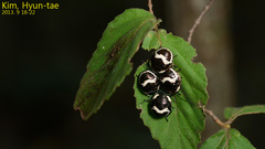Poecilocoris lewisi