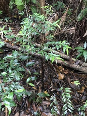 Xylopia brasiliensis