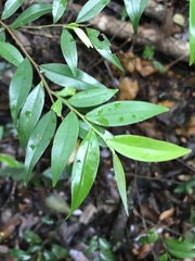 Xylopia brasiliensis