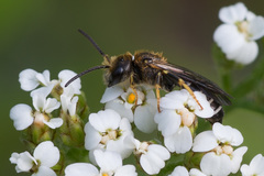 Halictus maculatus