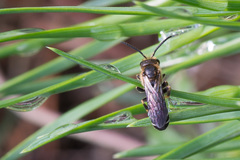 Halictus maculatus
