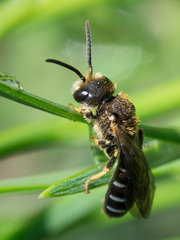 Halictus maculatus