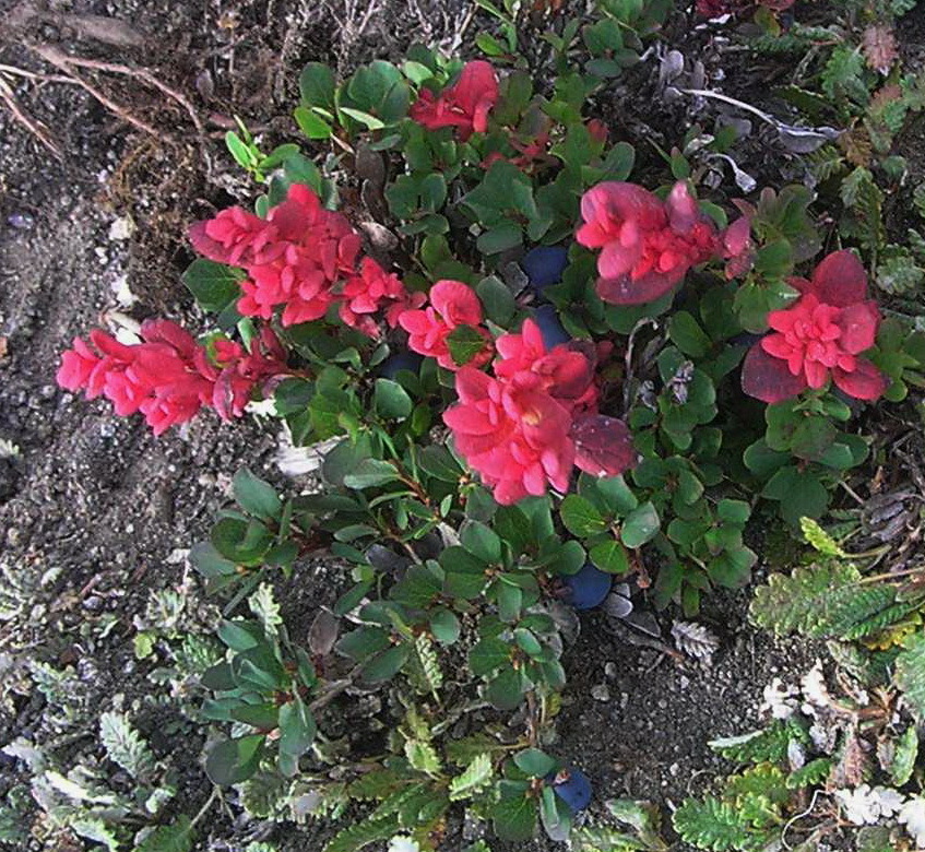 Vaccinium uliginosum vulcanorum from Елизовский рн, Камчатский край