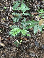 Copaifera trapezifolia