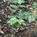 Copaifera trapezifolia - Photo (c) Lera Miles, algunos derechos reservados (CC BY), subido por Lera Miles