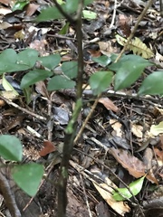 Copaifera trapezifolia