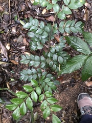 Copaifera trapezifolia