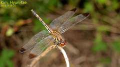 Sympetrum eroticum