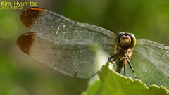 Sympetrum eroticum