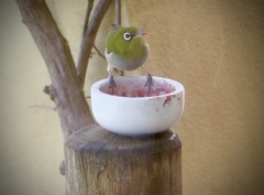 Zosterops lateralis chloronotus