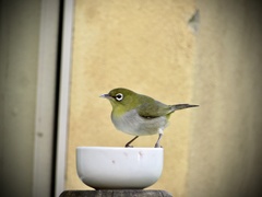 Zosterops lateralis chloronotus