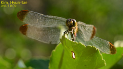 Sympetrum eroticum
