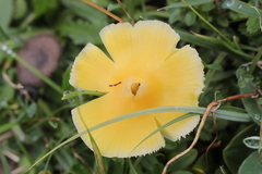 Chlorophanae