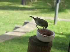 Zosterops lateralis chloronotus