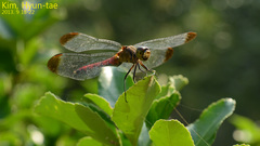 Sympetrum eroticum
