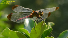 Sympetrum eroticum