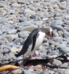 Megadyptes antipodes