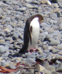 Megadyptes antipodes