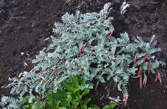 Oxytropis kamtschatica
