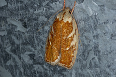 Euchaetis rhizobola