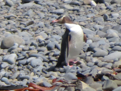 Megadyptes antipodes