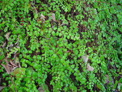 Symphoricarpos × chenaultii