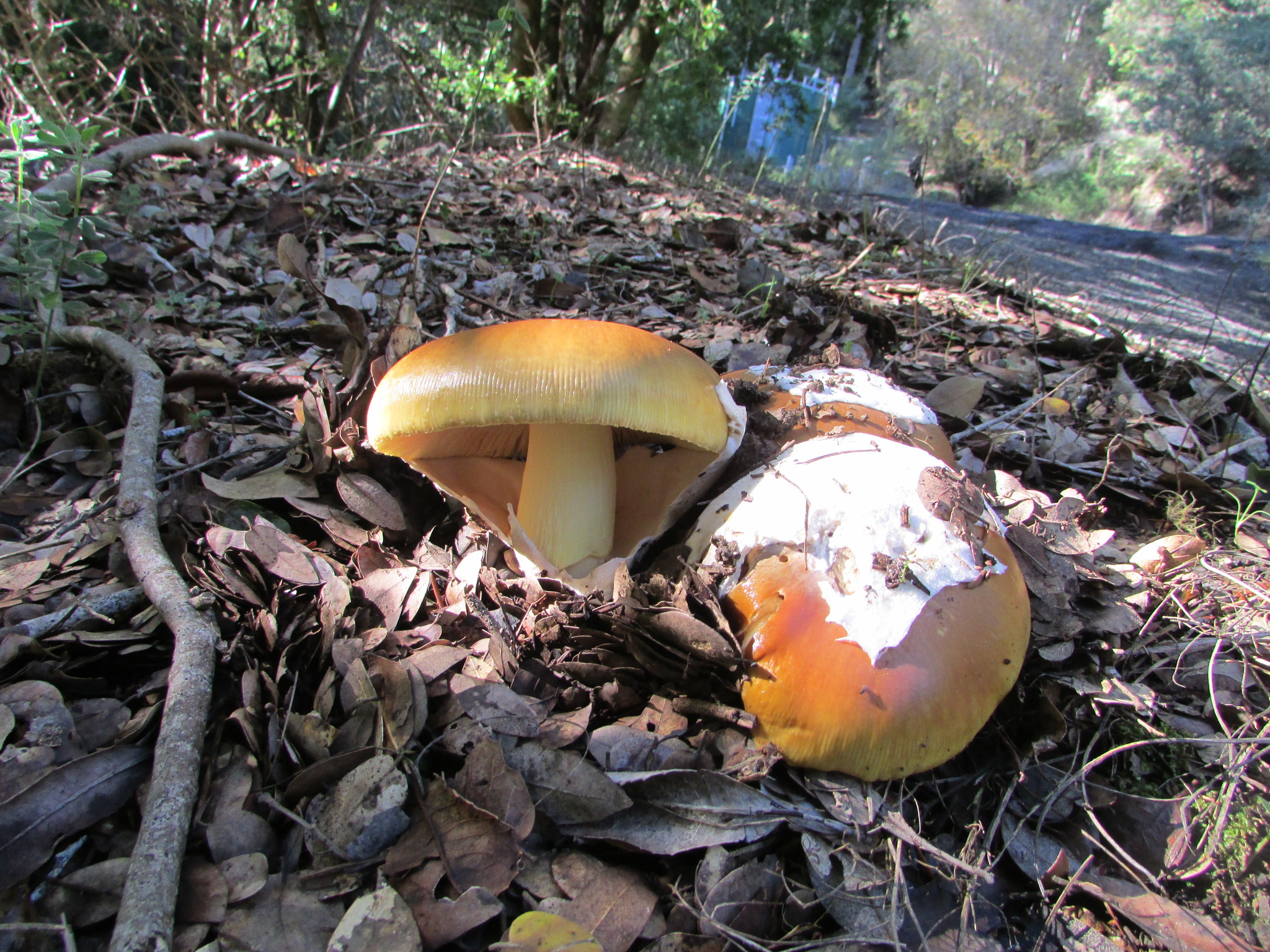 Amanita calyptroderma image