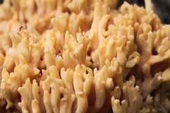 Ramaria flava