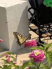 Papilio machaon