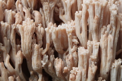 Ramaria mairei