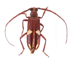 Phoracantha montana