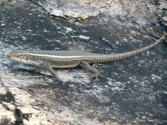 Matobosaurus validus