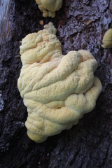 Laetiporus montanus