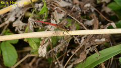 Sympetrum