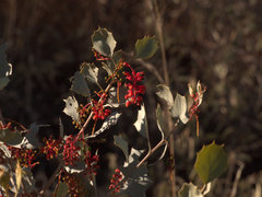 Grevillea wickhamii