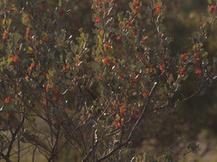 Grevillea wickhamii