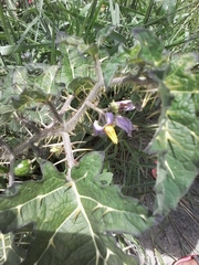 Solanum palinacanthum