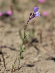 Linaria algarviana