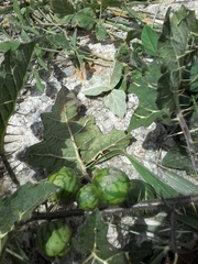Solanum palinacanthum