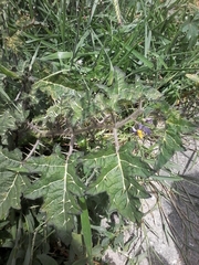 Solanum palinacanthum