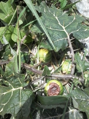 Solanum palinacanthum