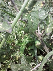 Solanum palinacanthum