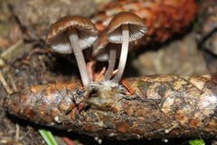 Mycena plumipes