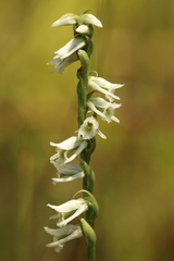 Spiranthes lacera lacera