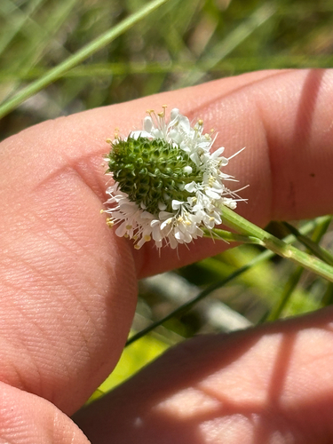 whitetassels (Dalea mountjoyae)