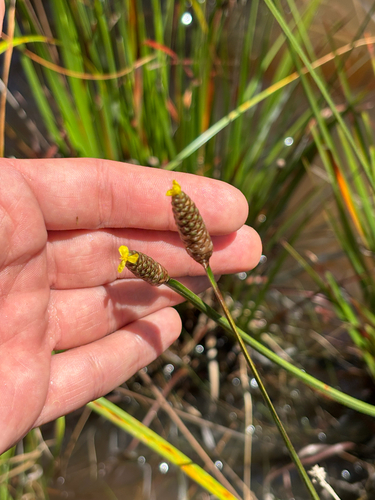 Pineland Yellow-eyed Grass (Xyris stricta)
