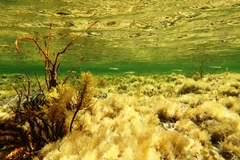 Atherinosoma microstoma