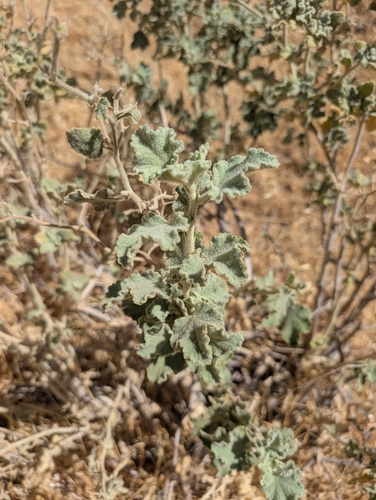 unfurled bushmallow (Malacothamnus fremontii)