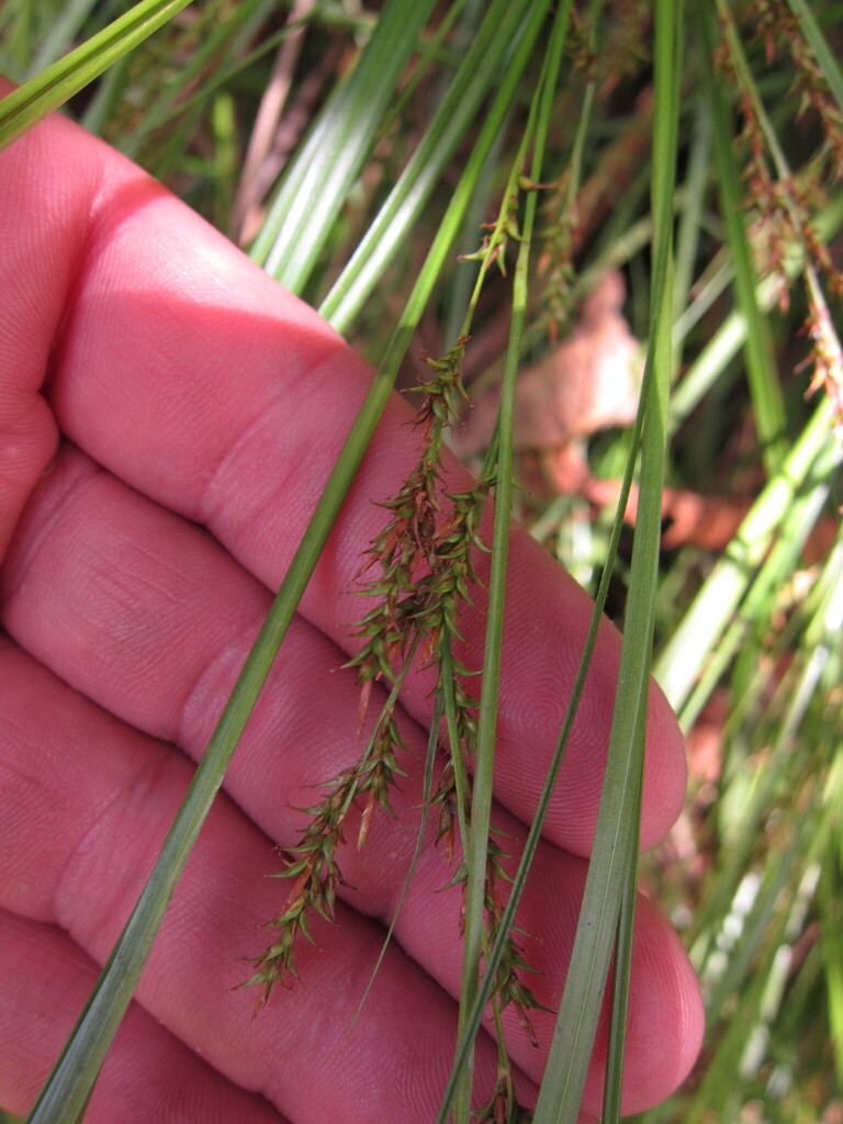 Carex ekmanii